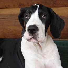 Great Dane Puppies from Ajani's Danes