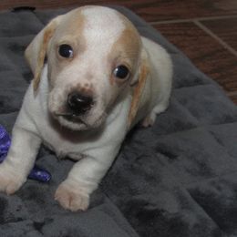 Dachshund puppies from Lori's Cavalier King Charles Spaniels & Dachshunds