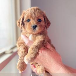 Lego - Red female Cavapoo puppy in Murray, Utah from Good Looking Dogs