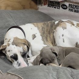 Great Dane Puppies from A Spot Of Blue Great Danes