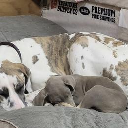 Great Dane Puppies from A Spot Of Blue Great Danes