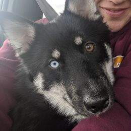 Sammy - Pomsky