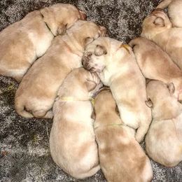 Labrador Retrievers from Limelight Labradors