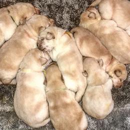 Labrador Retrievers from Limelight Labradors