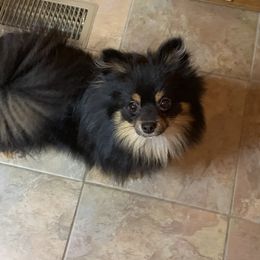 Ember - Pomeranian