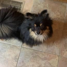 Ember - Pomeranian