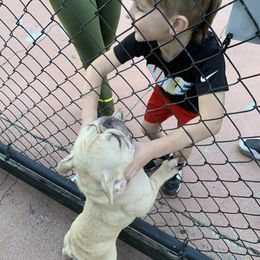 French Bulldog Puppies from Monarchy's Finest French Bulldogs