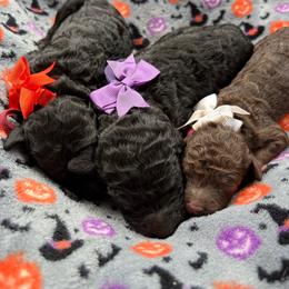 Guardian Home Opportunity 550 - Brown female Poodle puppy in Conway, Arkansas from Arkansas River Poodles