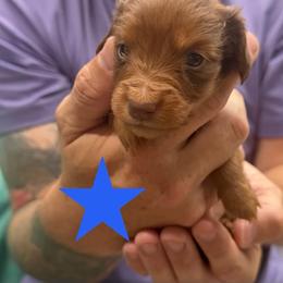 Almond - Chocolate and tan male Dachshund puppy in St Johns, Arizona from Glamorous Doxies