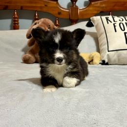 Full fluffy Baxter - Black and white male American Corgi puppy in Decatur, Texas from Bar S Corgis