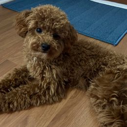 Kapri - Poodle