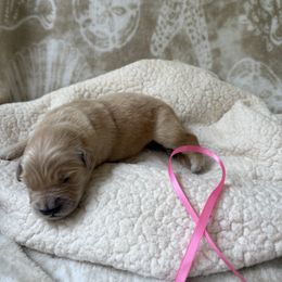 Pink female - Golden female Golden Retriever puppy in East Hartford, Connecticut from Cherry Hollow Goldens