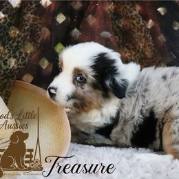 Treasure - Blue merle female Australian Shepherd puppy in Ennis, Texas from God’s Little Aussies