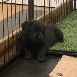 Boy 5 - Black male Labrador Retriever puppy in Whigham, Georgia from Diamond C Labradors
