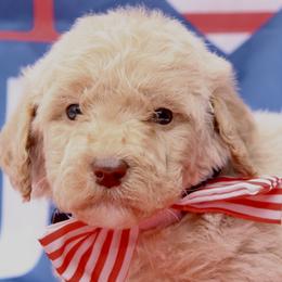 Flag - USA 250th Litter - Cream male Goldendoodle puppy in Westminster, South Carolina from Goldendoodlepuppiessc