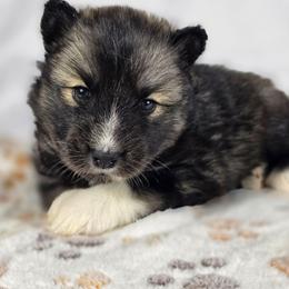Leafa - Agouti and white female Siberian Husky puppy in Buckeye, Arizona from Anime Huskies