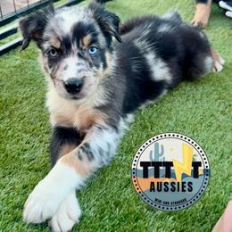 SofaKing - Blue merle male Australian Shepherd puppy in Tucson, Arizona from TTTNT Aussies