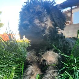 Boy 3 - male Goldendoodle puppy in Harrisburg, Nebraska from Wildcat Hills Doodles