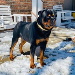 Miniature Schnauzer and Rottweiler All Grown Up from Rough Creek Kennels