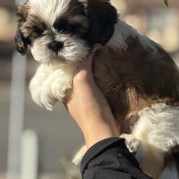 Mush - Red and white male Shih Tzu puppy in Oak Hills, California from High Desert  Shih Tzu