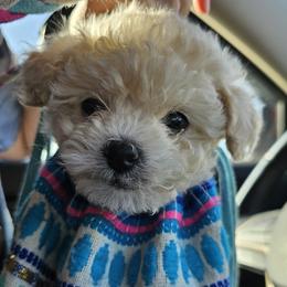 Poodle Puppies from Caboodles Of Poodles