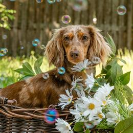 Dream - Dachshund
