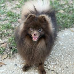 Mousse - Chocolate male Pomeranian puppy in Willis, Texas from Treasured Jewels Pomeranians
