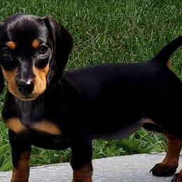 Dachshunds from Poplar Ridge Dachshunds