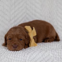 Tater Tot - Caramel red male Australian Labradoodle puppy in Belding, Michigan from Rutu Australian Labradoodles