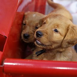 Golden Retriever Puppies from Johnson's Red