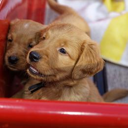 Golden Retriever Puppies from Johnson's Red