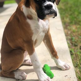 Boxer Puppies from Quinney’s Boxers
