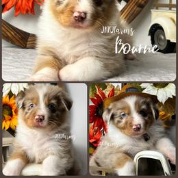 5 Bourne - Red merle male Australian Shepherd puppy in Huntington, Texas from JKKJ Farms, LLC