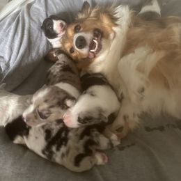 American Corgi, Cardigan Welsh Corgi, Dachshund, and Pembroke Welsh Corgi Puppies from Dream Giver Corgis