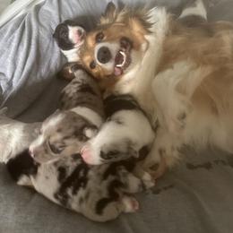 American Corgi, Cardigan Welsh Corgi, Dachshund, and Pembroke Welsh Corgi Puppies from Dream Giver Corgis