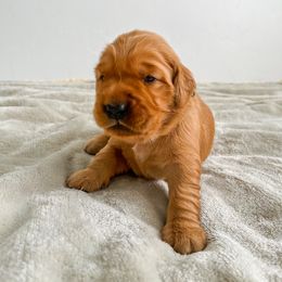Cascade - Dark golden Golden Retriever puppy in Nampa, Idaho from Redwood Goldens