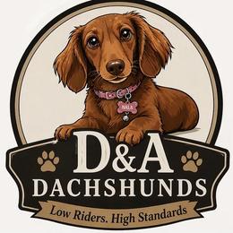 Dachshunds from D&A Dachshunds