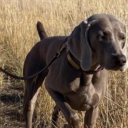 Rhiannon - Weimaraner