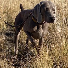 Rhiannon - Weimaraner