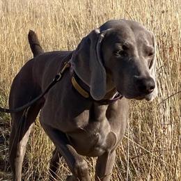 Rhiannon - Weimaraner