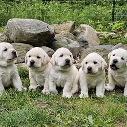 Boy - Yellow male Labrador Retriever puppy in Plainwell, Michigan from Preuss Puppies