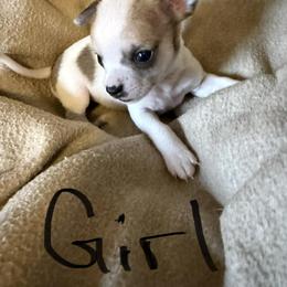 Girl 3 - Cream and white female Chihuahua puppy in Murphy, North Carolina from Ay Chihuahua's