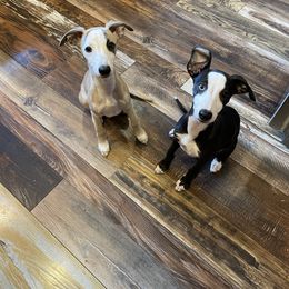 Whippet Puppies from Wise Heart Whippets