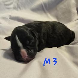 Male 3 - Brindle male Boxer puppy in Leland, North Carolina from Ocean Breeze Boxers