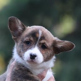 American Corgi, Cardigan Welsh Corgi, and Pembroke Welsh Corgi Puppies from Diamond Corgis