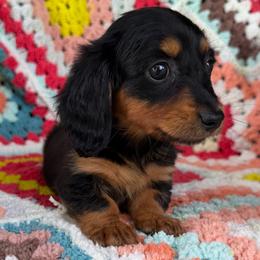 Raney - Black and tan female Dachshund puppy in Fayetteville, Arkansas from Natural State Dachshunds