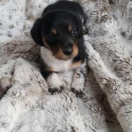 Dapper Dan - Piebald male Dachshund puppy in Geneva, Florida from TGIF Doxies