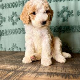 Scarlett - Parti female Goldendoodle puppy in Charleston, Arkansas from Lazy S Aussies