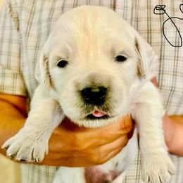 Male Pick 2 - Light golden male Golden Retriever puppy in Litchfield Park, Arizona from Phoenix Golden Retriever & Biewer Terriers