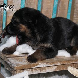 German Shepherd Puppies from 501 Shepherds